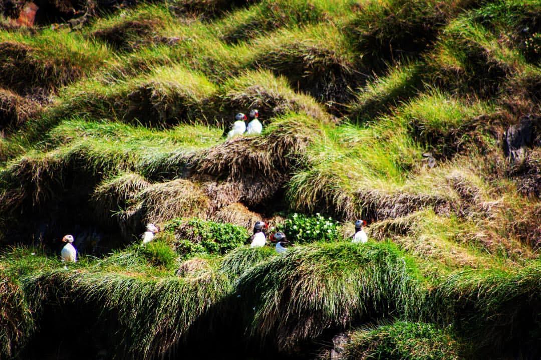the-puffins
